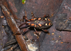 Marshallius multisignatus