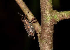 Marshallius multisignatus