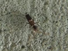 Entomobrya dorsalis