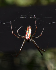 Leucauge levanderi