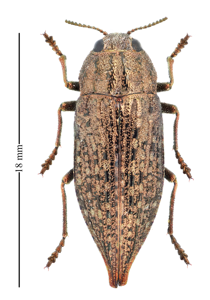 Dicerca callosa