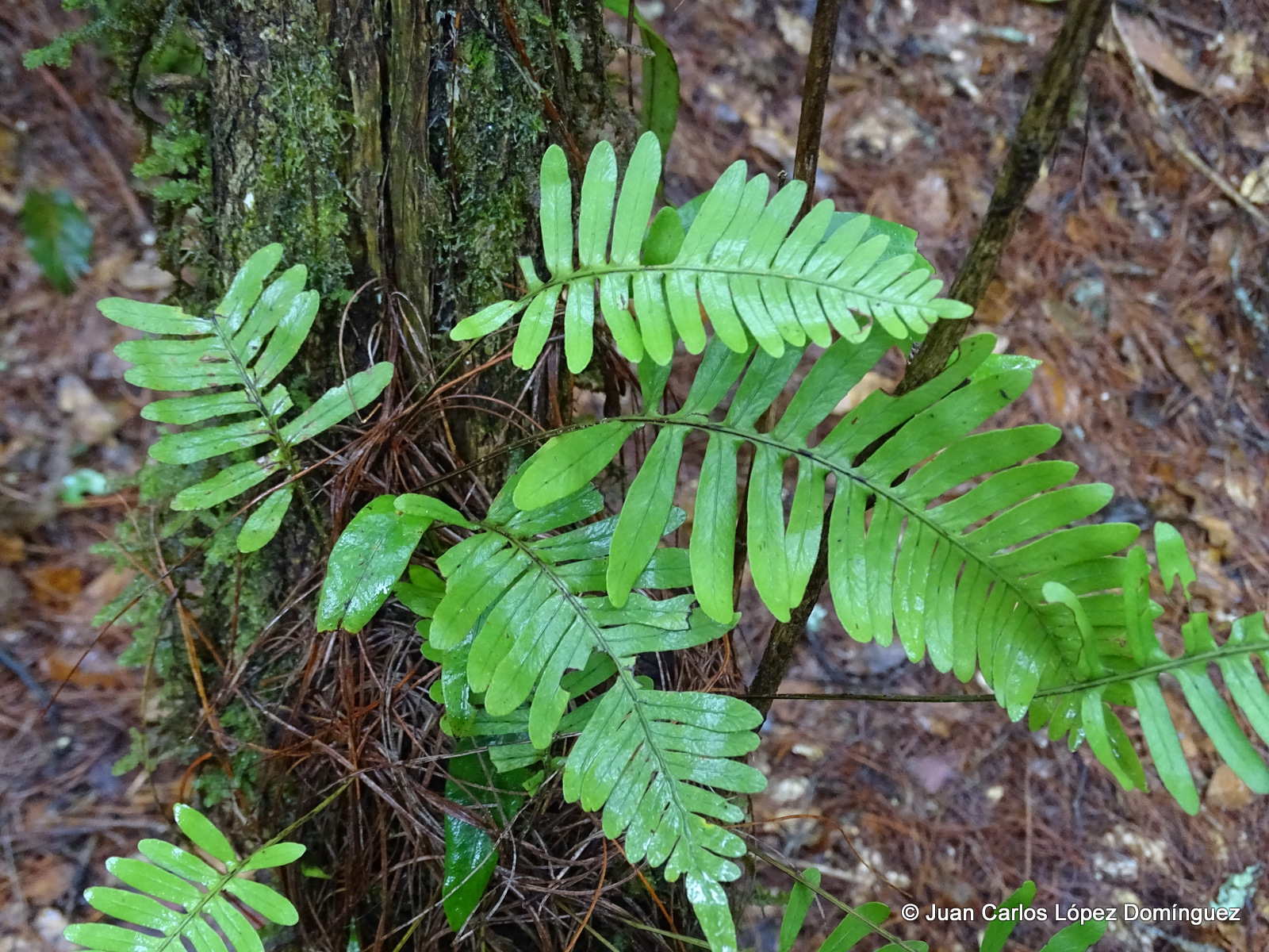 Pleopeltis polypodioides