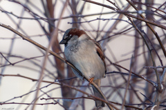 Passer domesticus