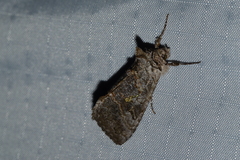 Syngrapha viridisigma