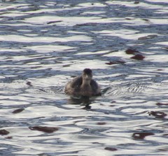 Tachybaptus ruficollis