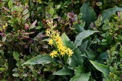 Solidago virgaurea virgaurea