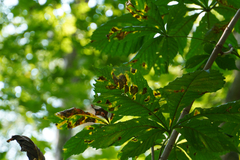 Cameraria ohridella