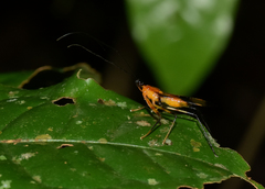 Hiranetis braconiformis