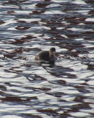 Tachybaptus ruficollis