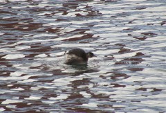 Tachybaptus ruficollis