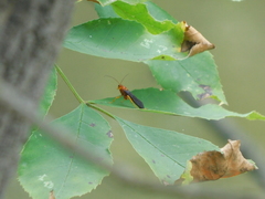 Trogus