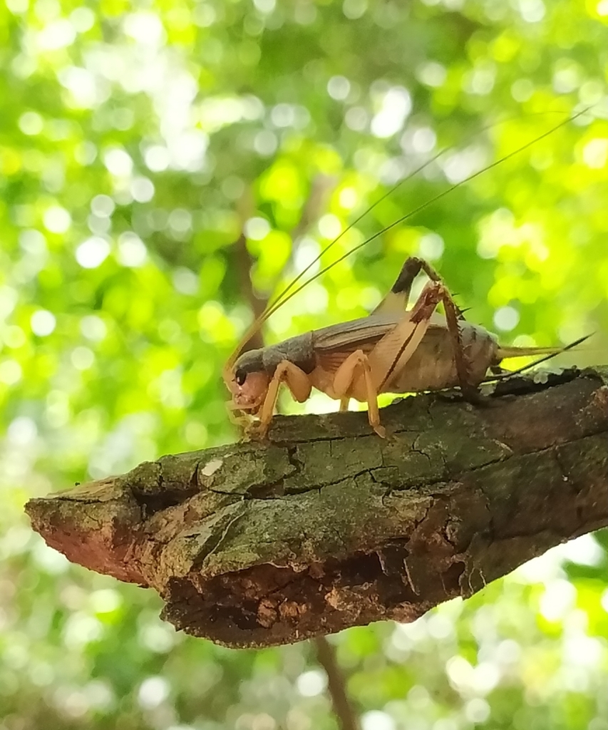 Brazitrypa paranaensis