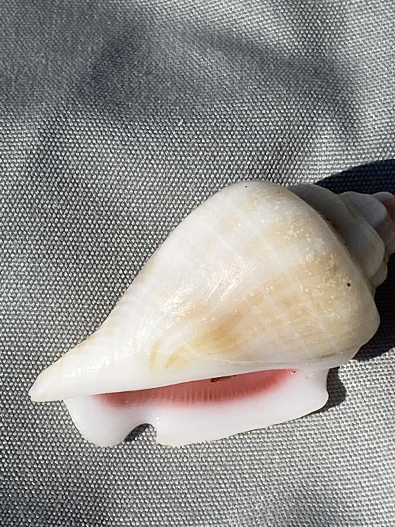 Gibberulus gibberulus (Linnaeus, 1758)