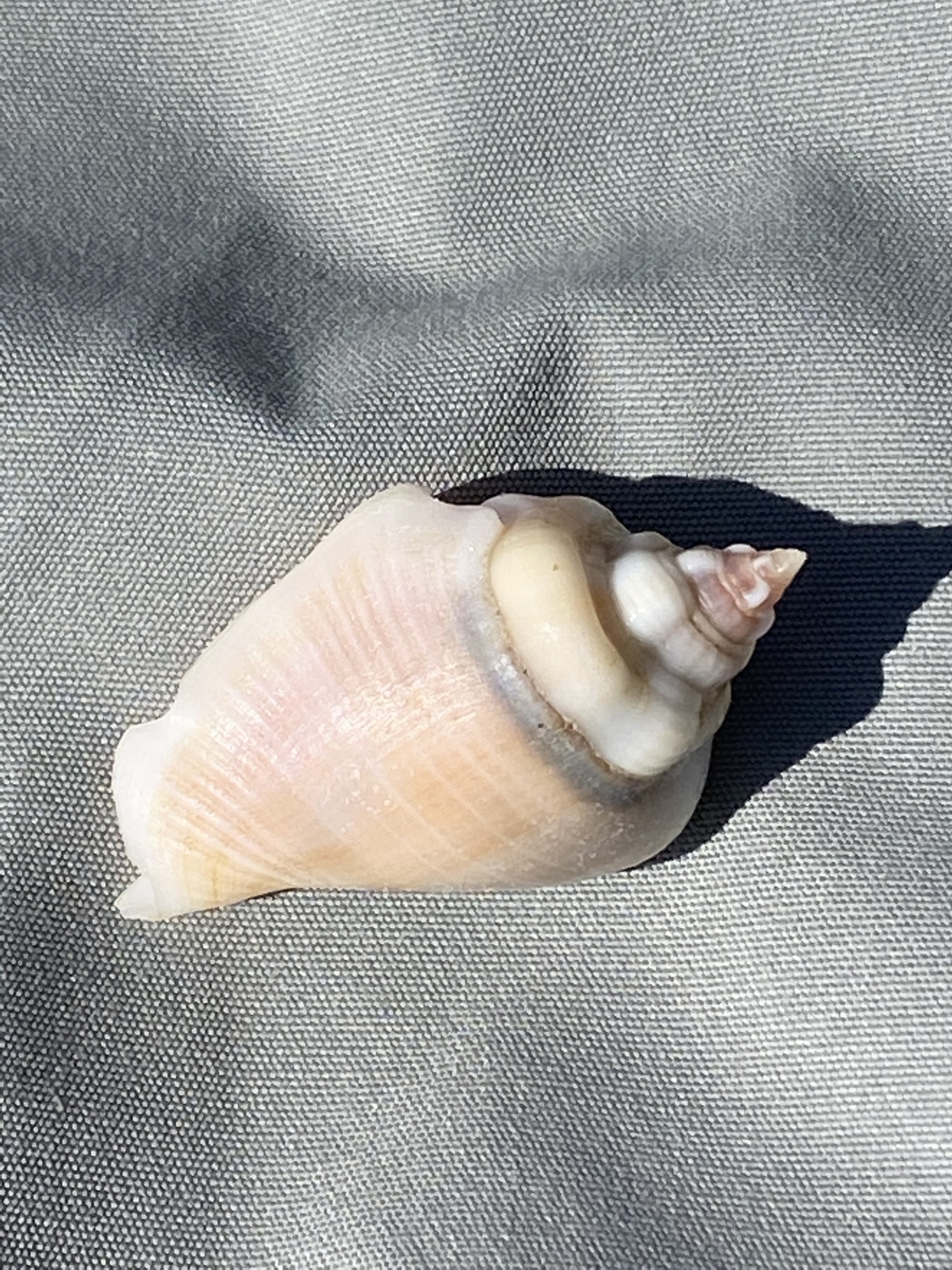 Gibberulus gibberulus (Linnaeus, 1758)