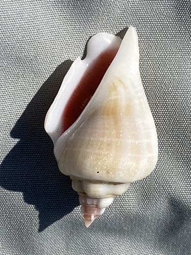 Gibbose Stromb — seen at this dive site
