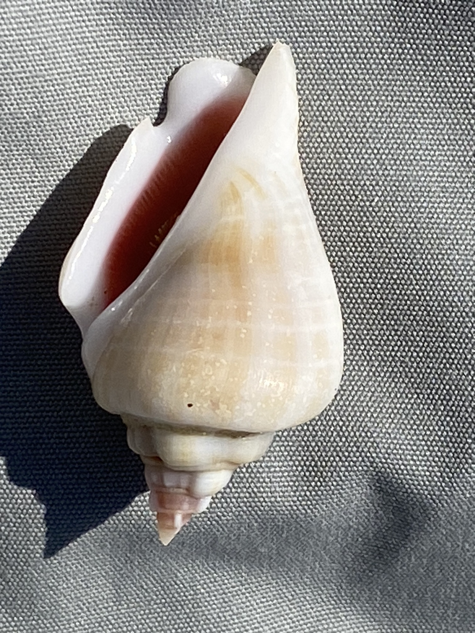 Gibberulus gibberulus (Linnaeus, 1758)