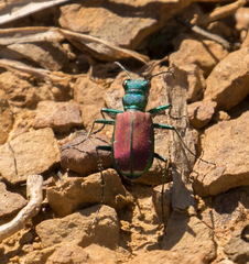 Cicindela splendida