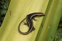 Psychosaura macrorhyncha