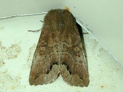 Orthosia garmani
