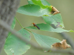 Trogus