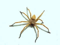 Olios sericeus