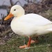 Domestic Mallard - Photo (c) Martin Grimm, some rights reserved (CC BY-NC), uploaded by Martin Grimm