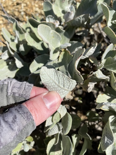 St. Catherine's Lace foliage