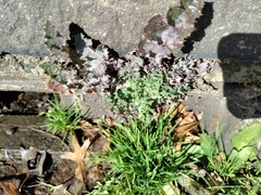 Golovinomyces sonchicola