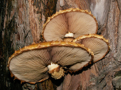 Pholiota adiposa