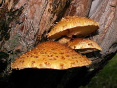 Pholiota adiposa