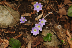 Hepatica