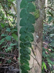 Monstera spruceana
