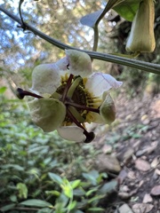 Passiflora chelidonea
