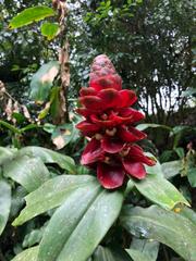 Costus spiralis