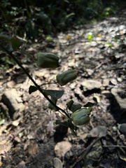 Passiflora chelidonea
