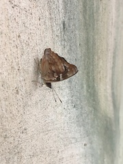 Apaturinae