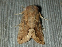 Orthosia garmani