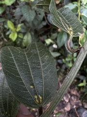 Passiflora chelidonea