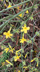 Jasminum nudiflorum