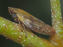 Omalophora pectoralis