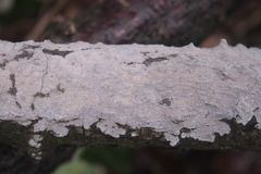 Radulomyces confluens
