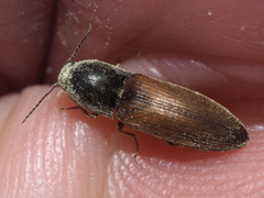 Agriotes ustulatus