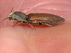 Agriotes ustulatus