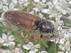 Agriotes ustulatus