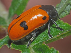 Clytra quadripunctata