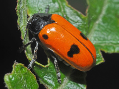 Clytra quadripunctata