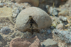 Triploechus heteronevrus