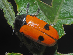 Clytra quadripunctata