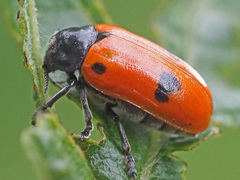 Clytra quadripunctata