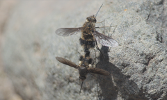 Triploechus heteronevrus